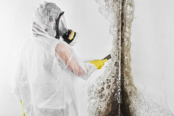 Best Black Mold Remediation in Chain Lake, WA