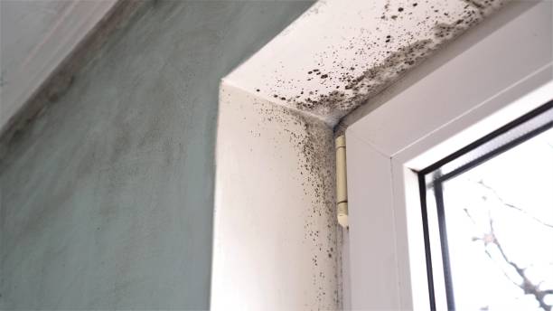 Chain Lake, WA Mold Remediation Company