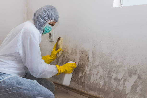 Best Insurance-Related Mold Remediation in Chain Lake, WA