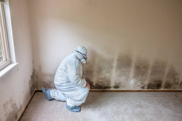 Best Crawl Space Mold Remediation in Chain Lake, WA